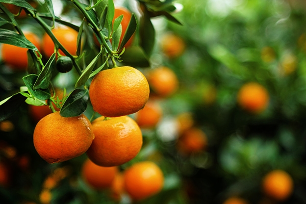 Can Carlet, les mandarines de Collserola
