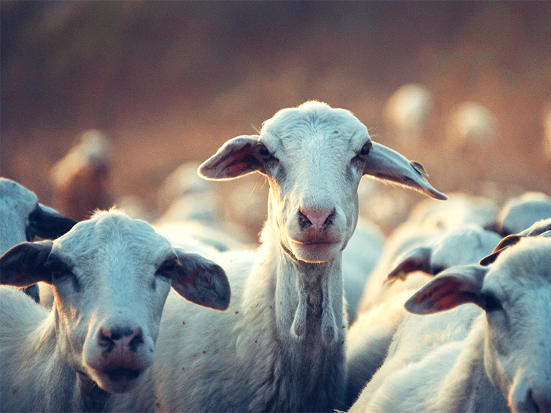 El Departamento de Agricultura reclama una salida para la carne de ovino, caprino y bovino ante la caída de precios